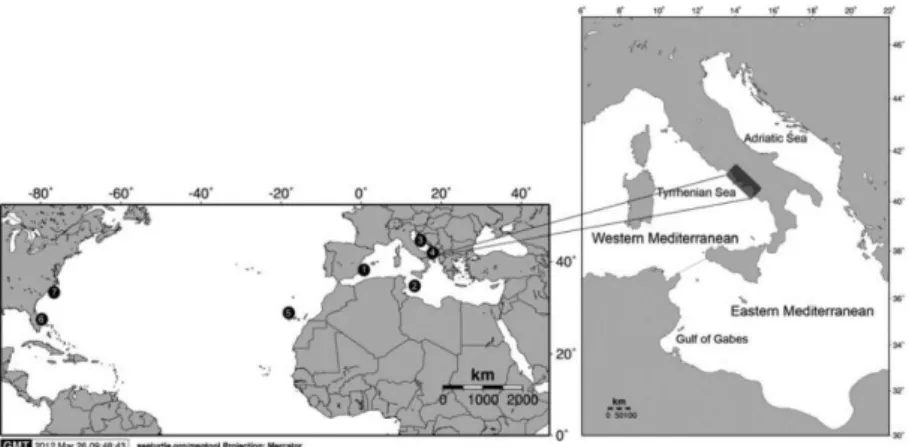 Figure  3.1.  Map  showing  the  location  of  the  juvenile  loggerhead  turtle  habitats considered in the present study