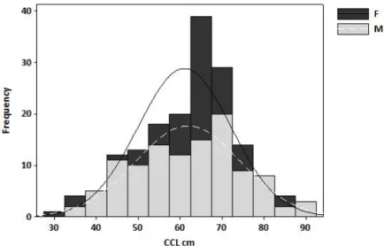 Figure 3.3 Size–frequency distribution of male and female loggerhead turtles  analysed in this study  
