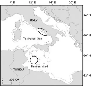 Figure  3.5.  Central  Mediterranean.  The  two  neritic  foraging  areas  where  juvenile and adult loggerhead turtles were collected are approximately shown  by ellipses: the southeastern Tyrrhenian and the Tunisian shelf