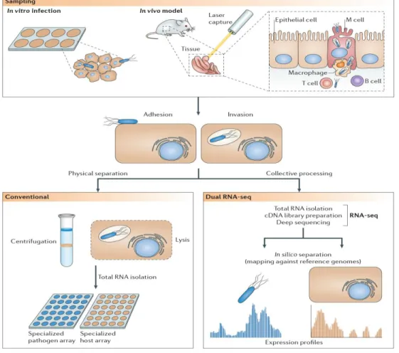 Figure 7. Comparison between probe-based techniques and RNA-seq approach for transcriptomics