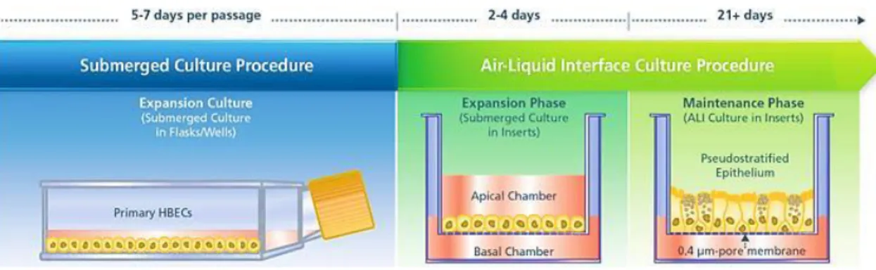 Figure 10. Differentiation schedule of primary NHBE cells at air-liquid interface.When cultured at ALI, NHBE cells  reach  a  fully-differentiated  state  of  bronchial  epithelium  with  typical  cell  types  including  goblet  cells  and  ciliated  cells