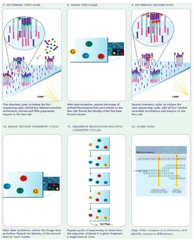 Figure  13.  Illumina's  Solexa  Sequencing  Technology.    Solexa  sequencing  involves  step  1:  sample  preparation  (from  RNA  to  cDNA  as  shown  in  Fig