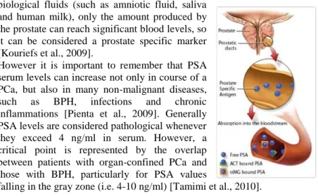 Figure 5.  Different form of PSA in bloodstream. Kouriefs et al., 2009. 
