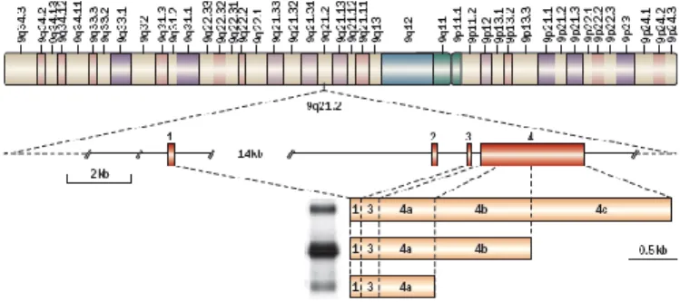 Figure 7. PCA3 gene and mRNAs. Bussemakers et al., 1999. 