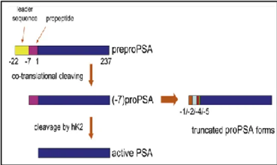 Figura 8. Activation of PSA and proPSA isoforms. Jansen et al., 2009 