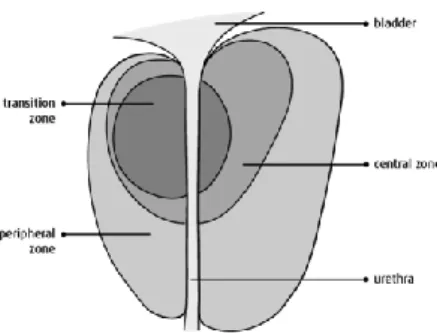 Figure 2. The prostatic zones. Nicholson et al., 2007 