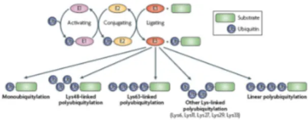 Figure  4.  The  ubiquitin  (Ub)-system  complexity.  Protein  modification 