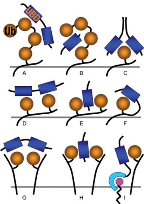 Figure 5. Mechanisms for ubiquitin (Ub):Ub-binding domains (UBDs)  interaction.  (A)  A  polyUb  chain  can  be  bound  by  tandem  UBDs  each 