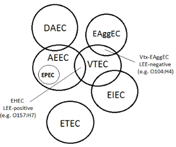 Fig. 1.2. Relationships between human DEC pathotypes. DAEC: Verocytotoxin-producing E