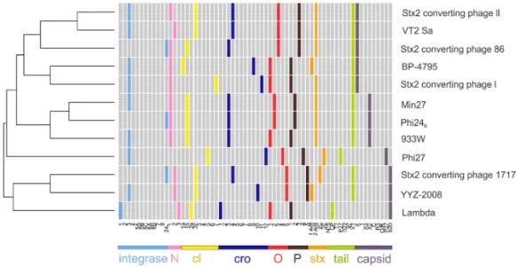 Fig. 1.5 Multi-genome comparison of VT-phages. Variants of the same gene are indicated with the same  colour (Smith et al., 2012)