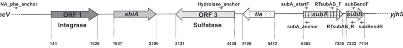 FIG. 1. Map of the Subtilase-Encoding Pathogenicity Island (SE-PAI), spanning the 8058 bp situated between the pheV tRNA locus and the E