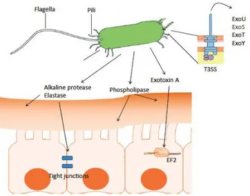 Fig  1.  Virulence  factors  produced  by  P.  aeruginosa  during  acute  infections.  Flagella,  pili  and 