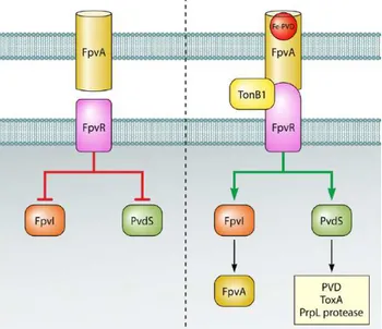 Fig  3.  Schematic  representation  of  the  pyoverdine  signaling  cascade.  In  the  absence  of 