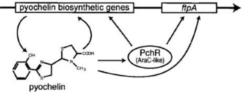 Fig  5.  Schematic  representation  of  the  pyochelin  genes  regulation.  In  the  presence  of 