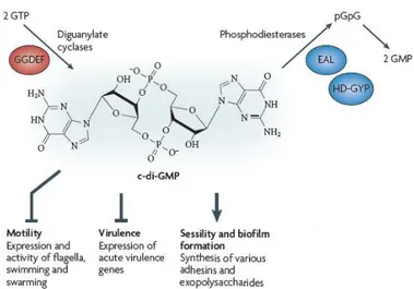 Fig 7. Structure and functions of c-di-GMP. The intracellular levels of c-di-GMP depend on the 