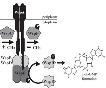 Fig 8. Schematic representation of Wsp system (modified from Guvener and Harwood, 2007)  In  the  last  few  years,  an  increasing  number  of  systems  involved  in  the  regulation  of  intracellular  levels  of  c-di-GMP  has  been  discovered