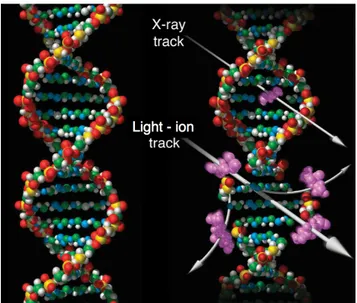 Figure 2.12. Schematic image of the DNA damages (violet) caused by X-rays and light