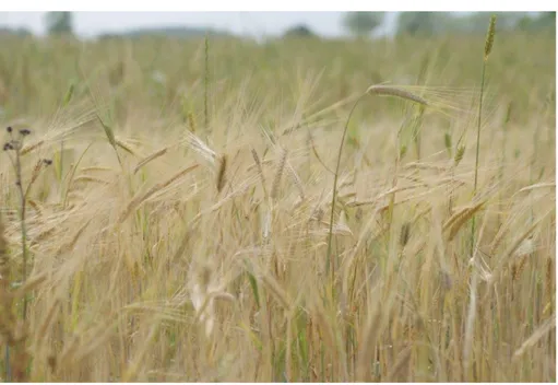 Figure	
  8	
  -­‐	
  Diversity	
  in	
  cereal	
  fields	
  of	
  farm	
  IT2	
  