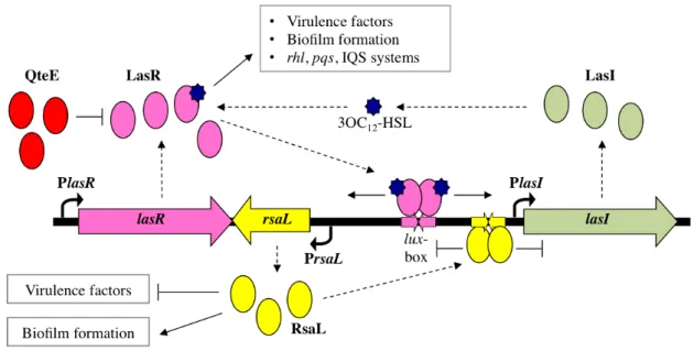 Fig. 4. Schematic representation of P. aeruginosa las QS system. The signal molecule 3OC 12 -HSL is produced by  the synthase LasI at a basal level until the “quorum” cell density is reached; at the “quorum” cell density 3OC 12 -HSL  binds to and activates