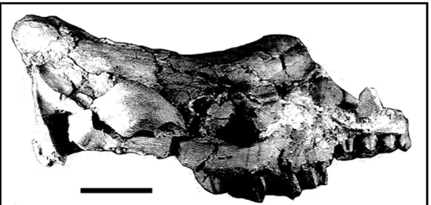 Fig. 22. Cranio di Hispanotherium beonense ripreso da Antoine (1997), visione laterale