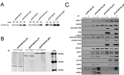 Figure  2.  Evaluation  of  the  Strep-tag  recombinant  proteins  expression  and Western blot analysis of NBN, p26 and p70 interactors