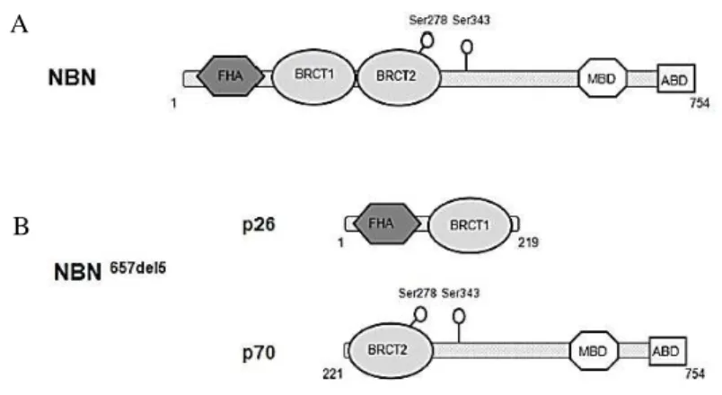 Figure  1.  Schematic  representation  of  the  wild  type  and  mutated  NBN  proteins