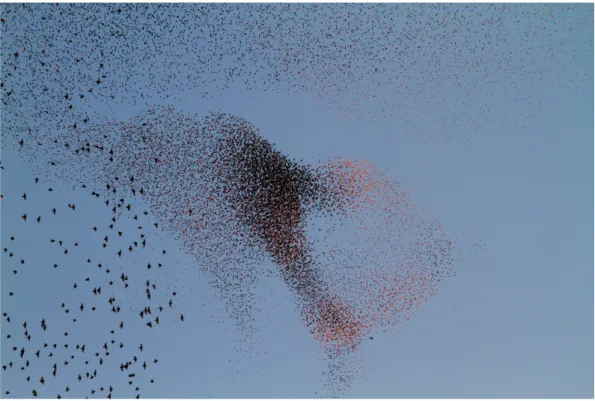 Fig. 1.1: A flock of starlings at sunset. Rome, EUR 01/11/2012.