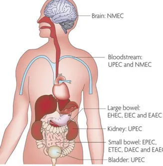 Figure  1-1: Sites  of  pathogenic  E.  coli  colonization  (Croxen  and  Finlay,  2010)