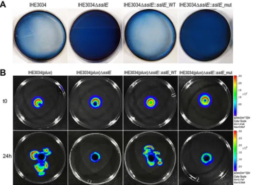 Figure 2. SslE mucinolytic activity. (A) Mucin lysis (clear plates) was assessed by amido black staining