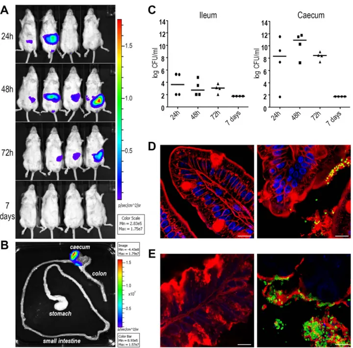 Figure 6. ETEC strain GL53 is able to colonize the mouse intestine. (A) A group of 4 mice was infected with bioluminescent GL53 strain and monitored up to 7 days by IVIS System