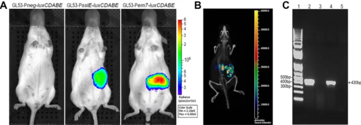 Figure 8. SslE IHE3034 induces cross-protection in intestinal colonization, UTI and sepsis models