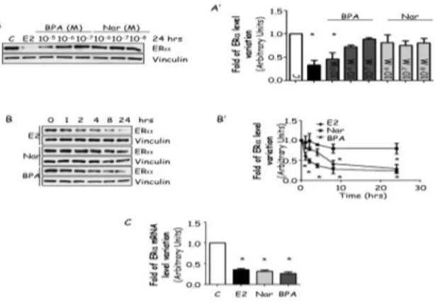 Figure 2: EDs effect on ERα. 