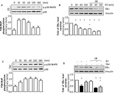 Figure 8: Role of p38/MAPK pathway on modulation of ERα intracellular levels. 