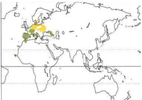 Figure 2. World distribution of Red Kite (above) and Black Kite (below) 