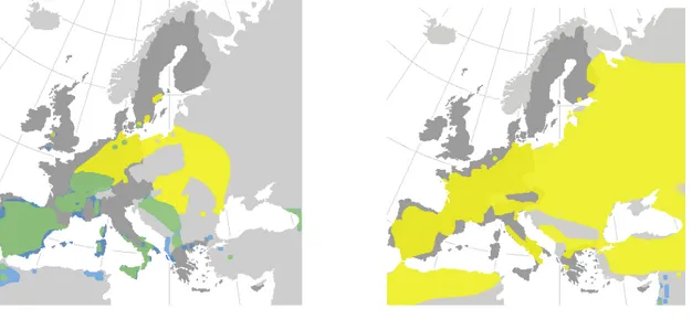 Figure 3. Distribution in Europe  of Red Kite (left) and Black Kite (right).  Yellow: summer only  Green: all year    Blue: winter only 