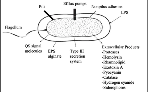 Figure 1. Virulence and antibacterial resistance factors in P. aeruginosa (modified from Van Delden &amp; 
