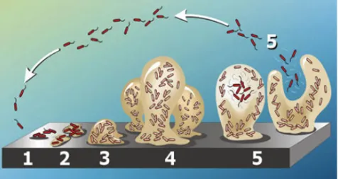 Figure 2. Schematic representation of different stages of biofilm formation. In the colonization stage 