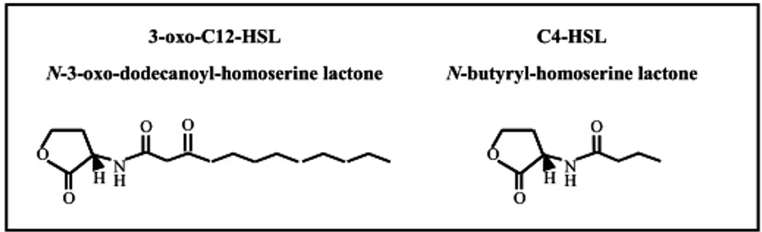 Figure 4. Structure of acyl-HSL molecules exploited by P. aeruginosa for cell-to-cell communication 