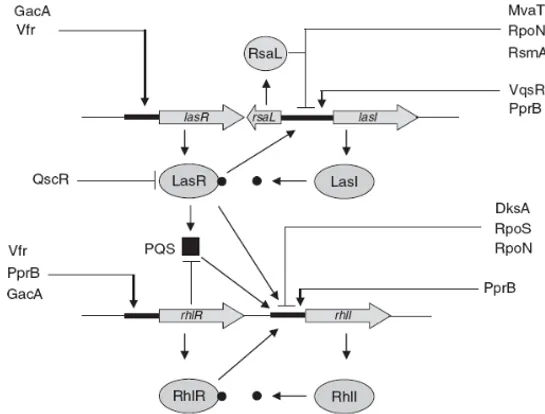 Figure 6. Regulation of the las and rhl quorum-sensing systems in P. aeruginosa. The las system is at 