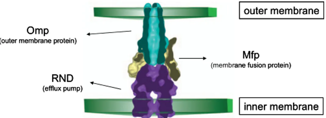 Figure 7. Schematic representation of the RND efflux pumps tripartite complex (modified from 