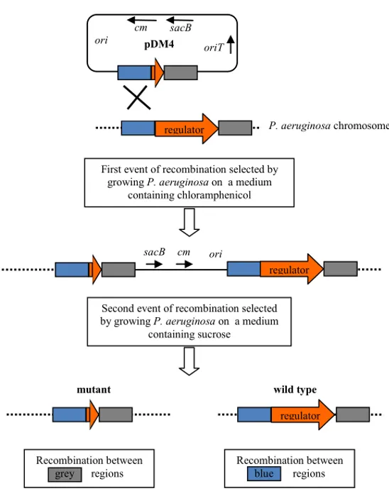 Figure 10. Schematic representation of the mutagenesis method described by Hoang et al., 1998