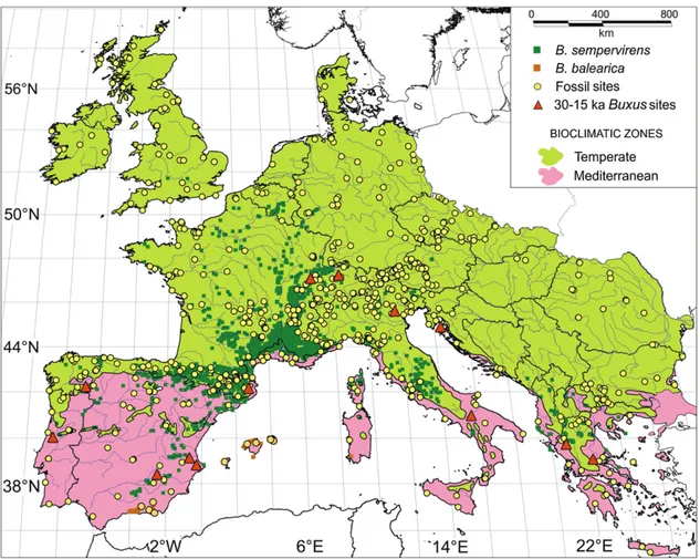 Fig. 1. Modern distribution of Buxus in Europe: B. sempervirens is represented in dark green, and B