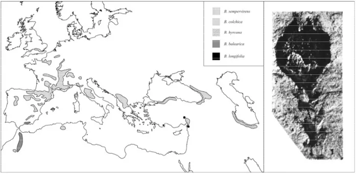 Fig. 2 Distribution of the genus Buxus L. in the Western Palaearctic area and a fruit remain of an extinct  tropical taxa from the Miocene of central Europe (Kvaček et al
