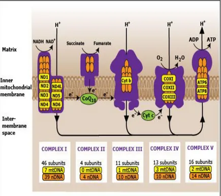 Fig. 4 : Structure and genetic composition of mitochondrial respiratory chain complex
