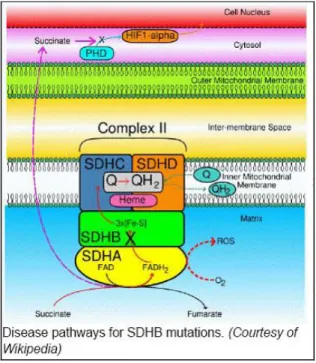 Fig. 5 : Global architeture and function of CII enzymes   