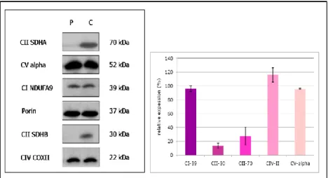Fig.  11:  Fibroblast  mitochondria  proteins  were  separeted  by  SDS-PAGE  (left  panel)  and  a  specific antibodies against SDHAF1 protein , subunits of complex V (a,b,OSCP,d) and porina  were  usede