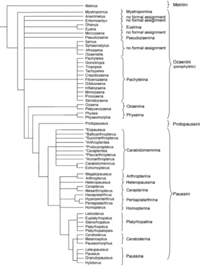 Figure 1. Phylogenetic relationships of Paussinae beetles, based on structural characters