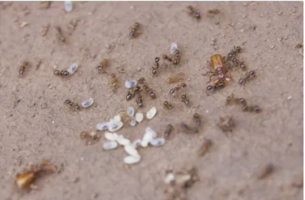 Figure 3. Two specimens of Paussus favieri in a nest of Pheidole pallidula with eggs, larvae and  workers of the host ant (photo by R