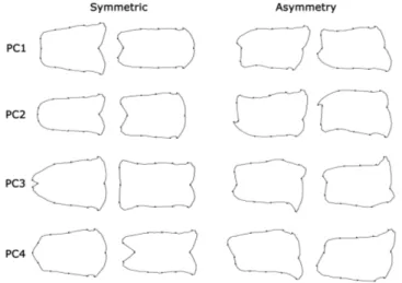 Figure 1.5. Decomposition of shape variation in elytrae. The firsts three PCs for each category of  symmetry  or  asymmetry  are  shown