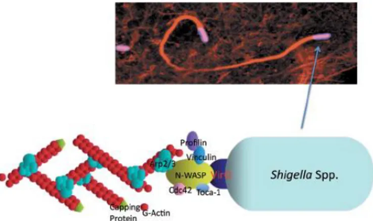 Fig.  2.  The  actin-dependent  Shigella  motility.  A  confocal  immuno-